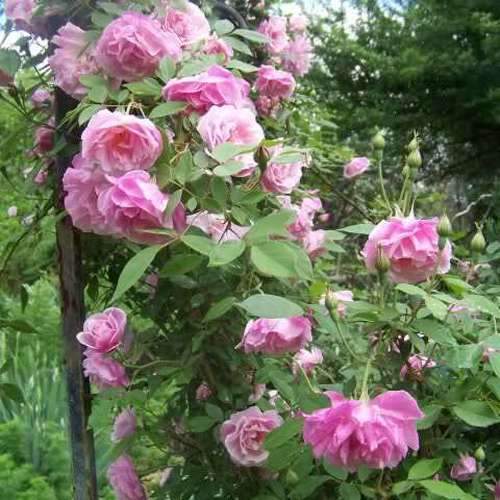 Rosa Old Blush China - Future Forests