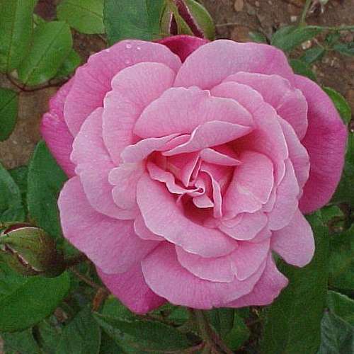 Rosa Old Blush China - Future Forests