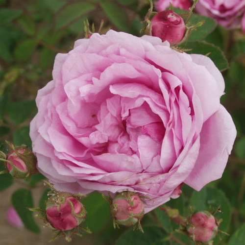 Rosa Old Pink Moss - Future Forests