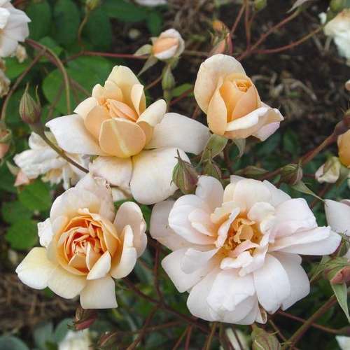 Rosa Perle d Or - Future Forests