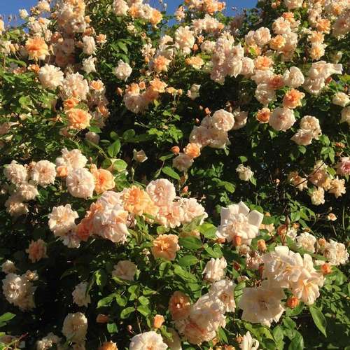 Rosa Perle d Or - Future Forests