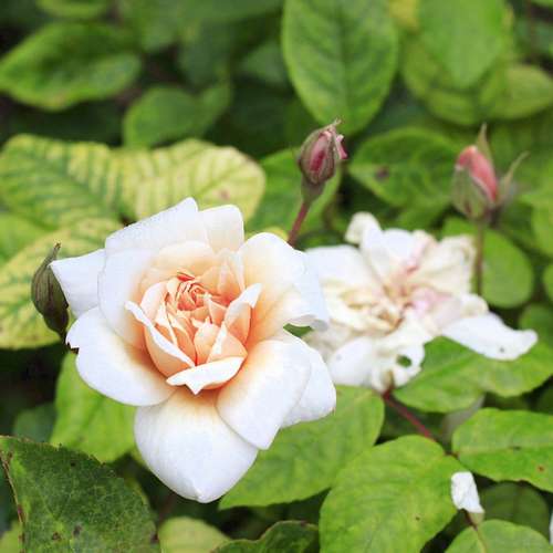 Rosa Perle d Or - Future Forests