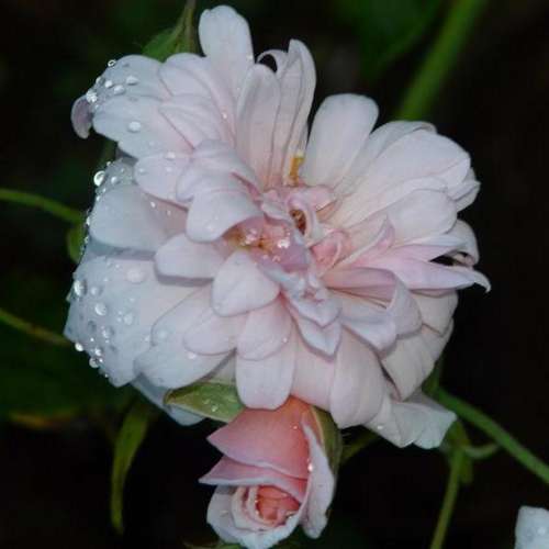 Rosa Perle d Or - Future Forests