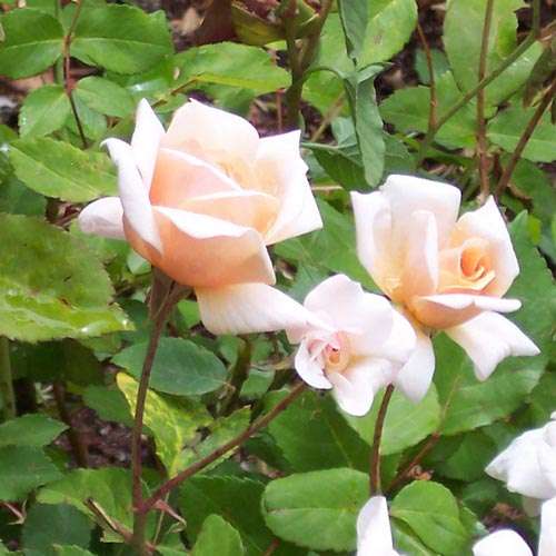 Rosa Perle d Or - Future Forests