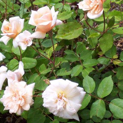 Rosa Perle d Or - Future Forests