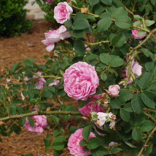 Rosa Queen of Denmark - Future Forests