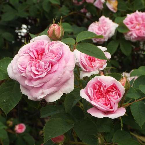 Rosa Queen of Denmark - Future Forests