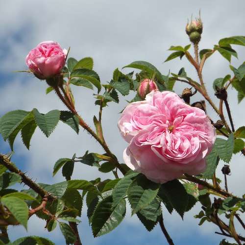Rosa Queen of Denmark - Future Forests