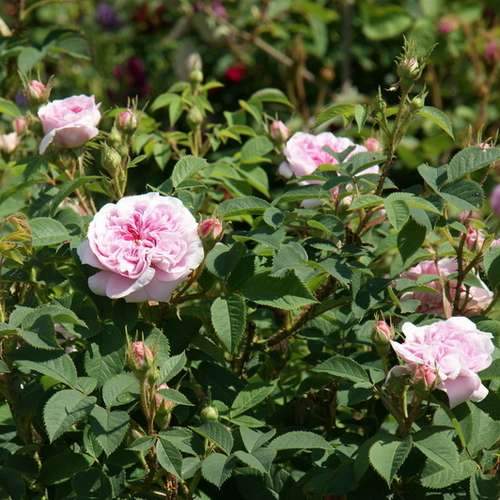 Rosa Queen of Denmark - Future Forests