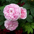 Rosa Queen of Denmark - Future Forests