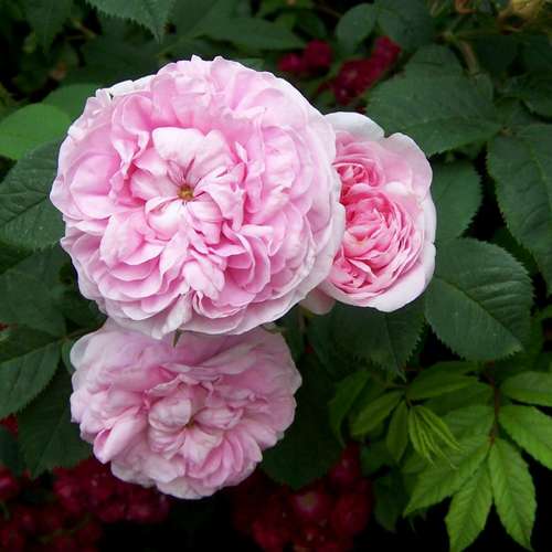 Rosa Queen of Denmark - Future Forests