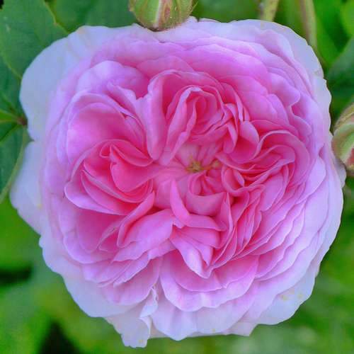 Rosa Queen of Denmark - Future Forests