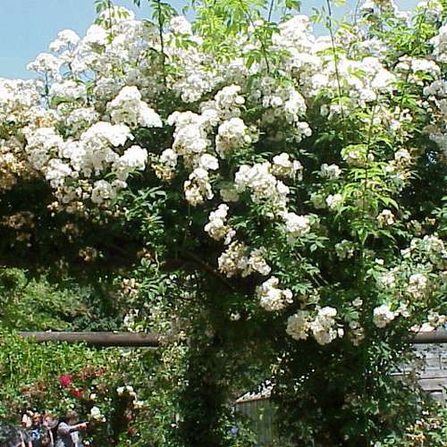 Rosa Rambling Rector - Future Forests