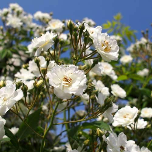 Rosa Rambling Rector - Future Forests