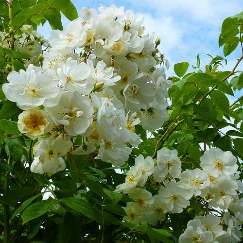 Rosa Rambling Rector - Future Forests