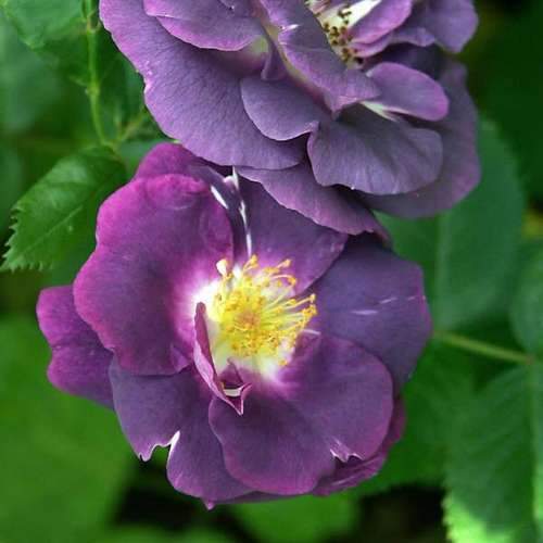 Rosa Rhapsody in Blue - Future Forests