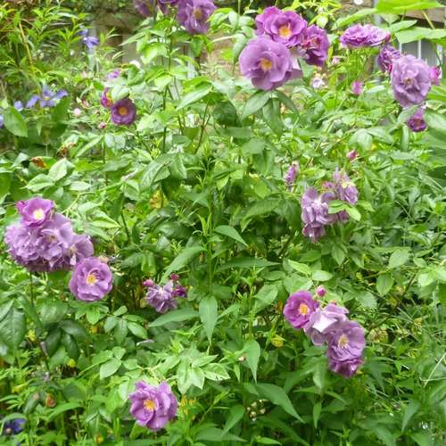 Rosa Rhapsody in Blue - Future Forests