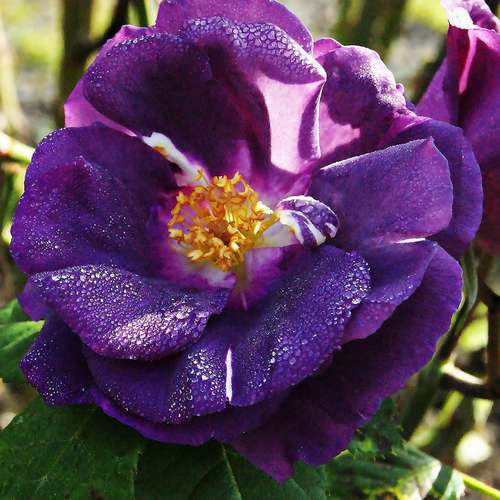 Rosa Rhapsody in Blue - Future Forests