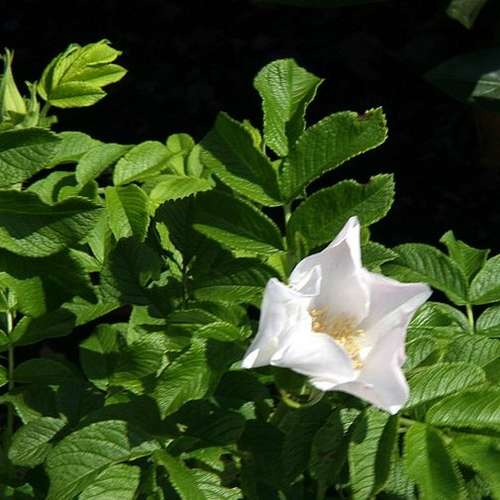 Rosa rugosa Alba - Future Forests