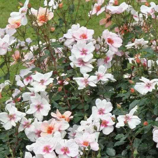 Rosa persica Smiling Eyes