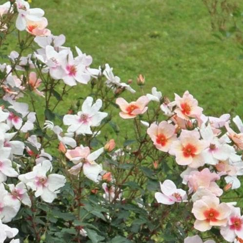 Rosa persica Smiling Eyes