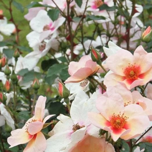 Rosa persica Smiling Eyes