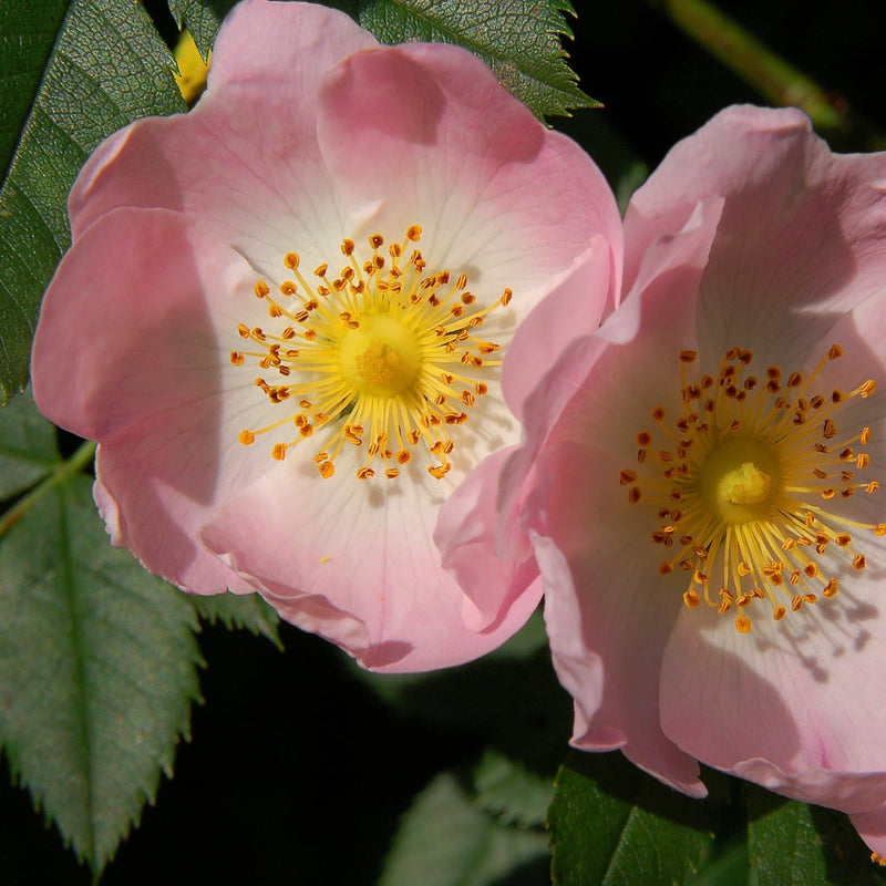 Rosa canina - Future Forests