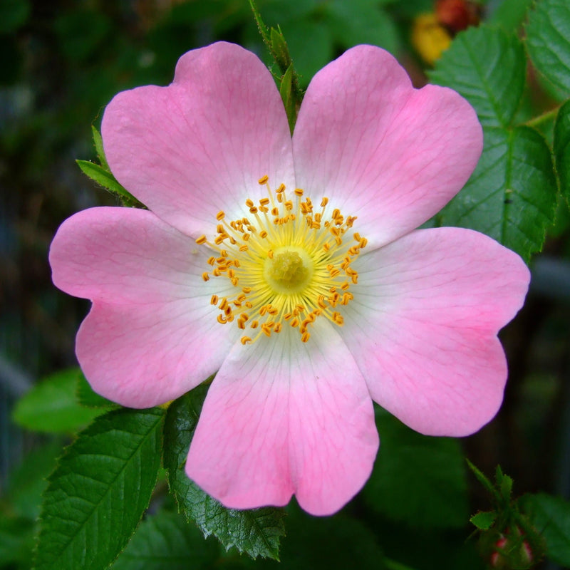 Rosa canina - Dog Rose Bareroot | 2-3ft