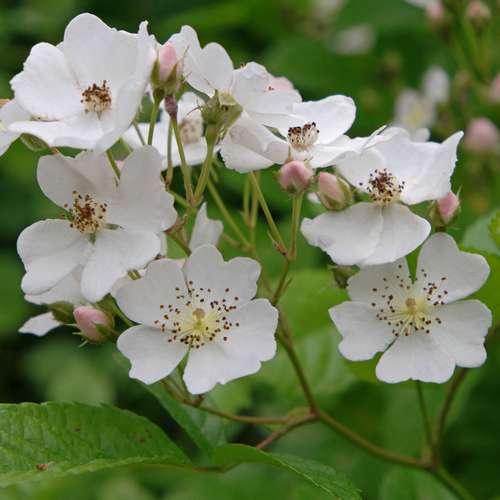 Rosa multiflora - Wild Rose