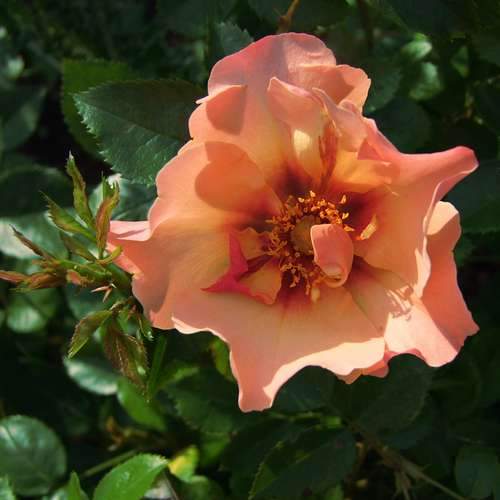 Rosa persica Persian Sun - Future Forests