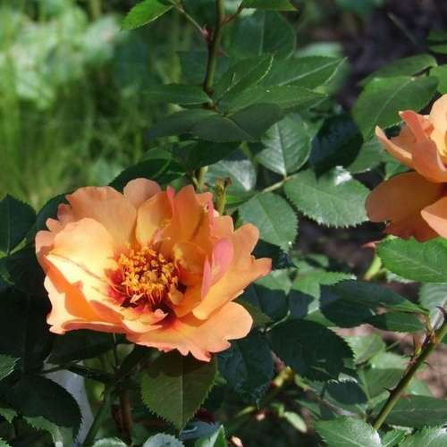 Rosa persica Persian Sun - Future Forests