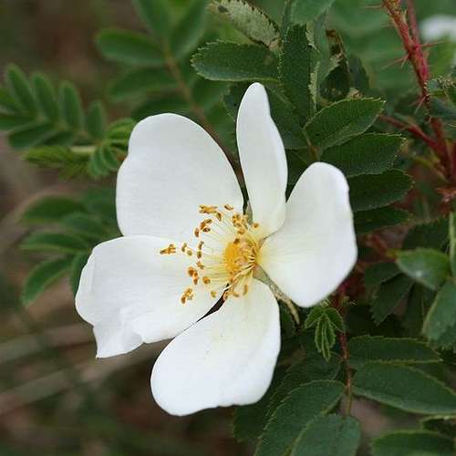 Rosa pimpinellifolia - Wild Rose Bareroot | 1-2ft