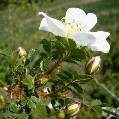 Rosa pimpinellifolia - Wild Rose