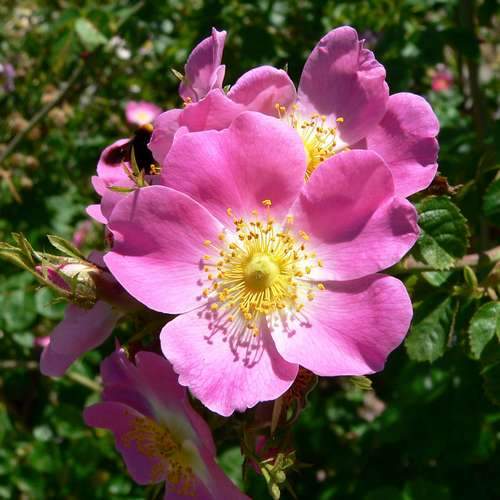 Rosa rubiginosa - Wild Rose Bareroot | 1-2ft