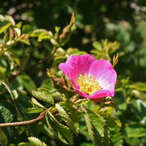 Rosa rubiginosa - Future Forests