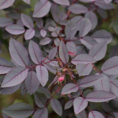 Rosa rubrifolia glauca - Future Forests