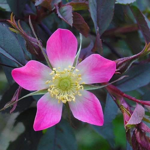 Rosa rubrifolia glauca - Future Forests