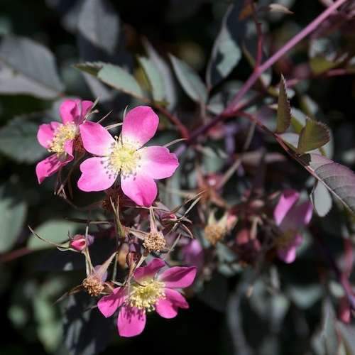 Rosa rubrifolia glauca - Future Forests