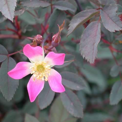 Rosa rubrifolia glauca - Future Forests
