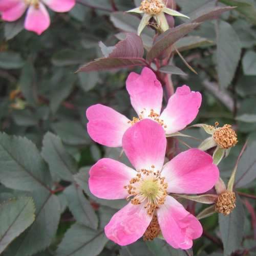 Rosa rubrifolia glauca - Future Forests