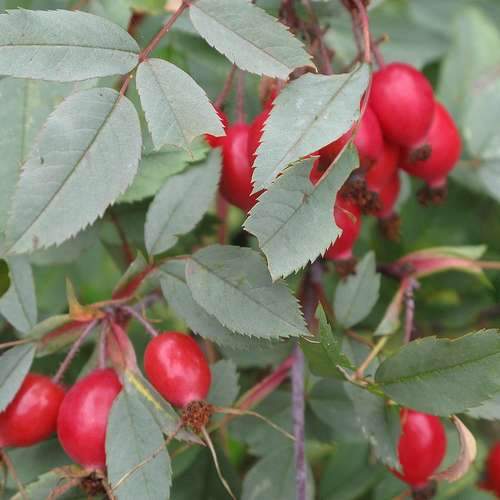 Rosa rubrifolia glauca - Future Forests