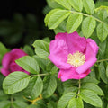 Rosa rugosa - Rugosa Rose Bareroot | 1-2ft