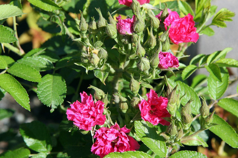 Rosa rugosa F J Grootendorst