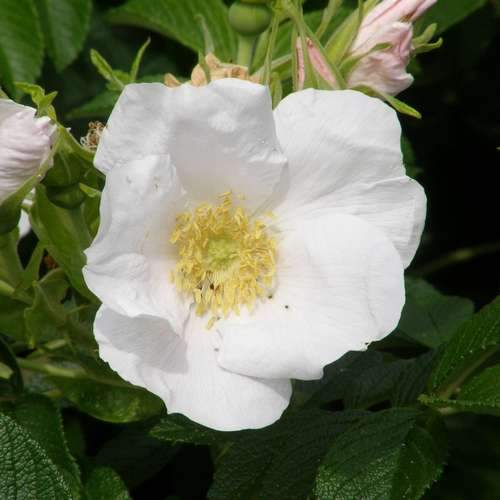 Rosa rugosa Alba - Future Forests