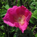 Rosa rugosa Rubra - Rugosa Rose Bareroot | 1ft