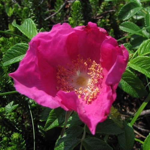 Rosa rugosa Rubra - Rugosa Rose Bareroot | 1ft