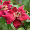 Rosa odorata Bengal Crimson