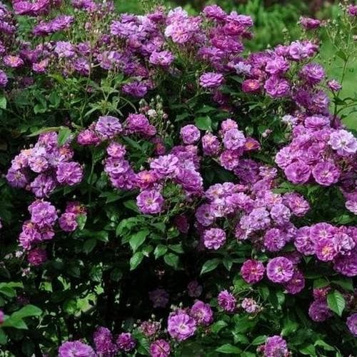 Rosa Purple Skyliner - Rambling Rose