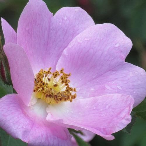 Rosa x hibernica - Wild Shrub Rose