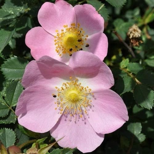 Rosa x hibernica - Wild Shrub Rose